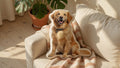 Photo-shaped golden retriever pillow on a sunlit sofa
